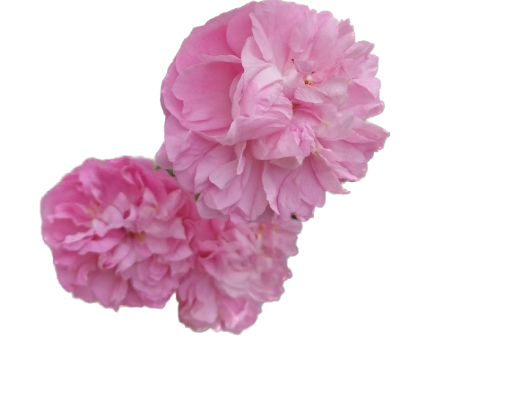 Rose von Gerda 